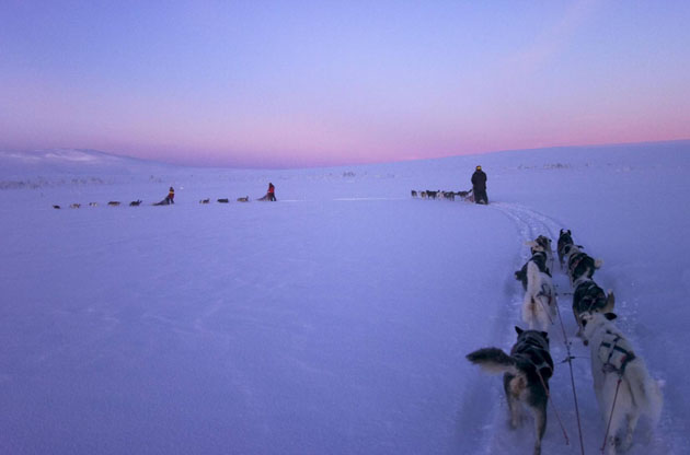可怜的哈士奇们在瑞典给游客拉雪橇，停下来互相依偎取暖