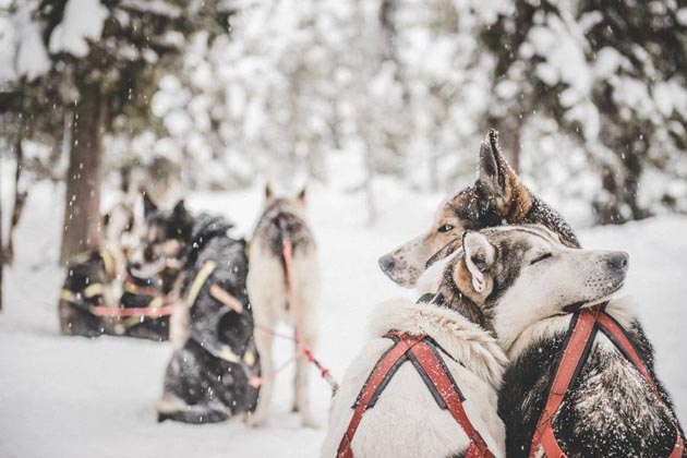 可怜的哈士奇们在瑞典给游客拉雪橇，停下来互相依偎取暖