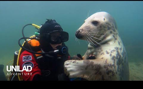 海豹发现了潜水员