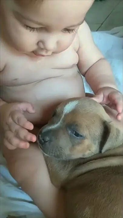 十分娇气的小奶狗