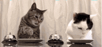 两只小猫咪必须每次按下铃声才能够得到主人递上的食物