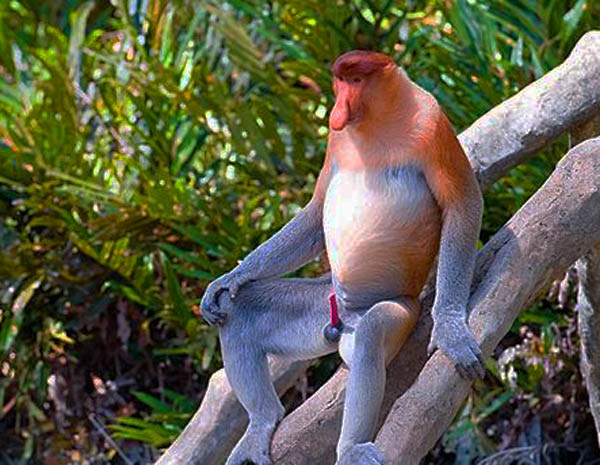 雄性猴王的性器官一直是勃起的