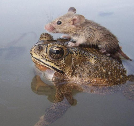 青蛙背小鼠过河
