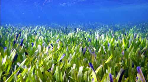 澳大利亚一株大海草覆盖范围达180公里，寿命已经4500岁