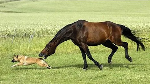 一匹棕色马正在追赶着一条小狗