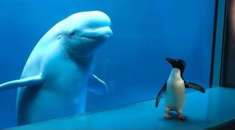 海洋馆里的小海豚与企鹅见面了