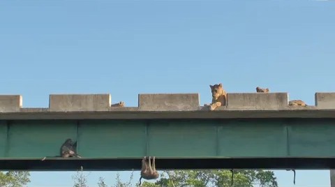 大桥上的老虎与猴子