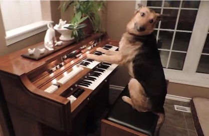 大狗趁主人出门的时候偷偷弹钢琴