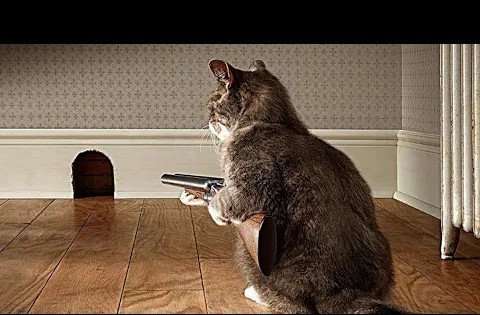 小猫为什么会有手枪？