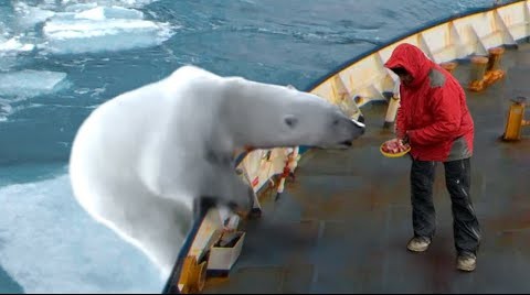 北极熊爬上轮船