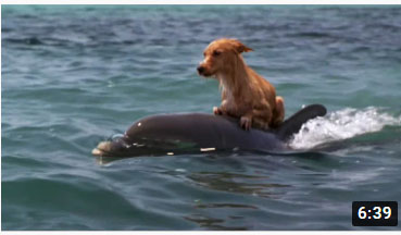 小狗趴在海豚背上逃生