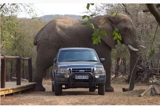 一头巨型大象