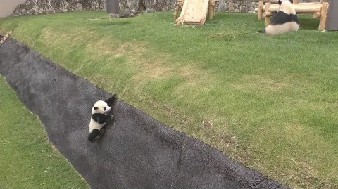 小熊猫自练攀爬本领