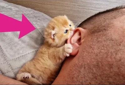 小猫咬耳朵