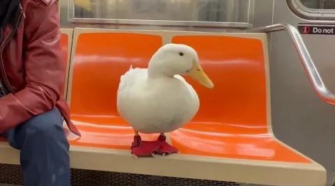 鸭子抢占座位