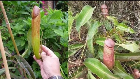 外形像阴茎的植物