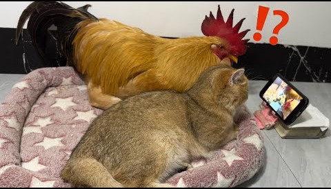 大猫和大鸡在专注着手机屏幕
