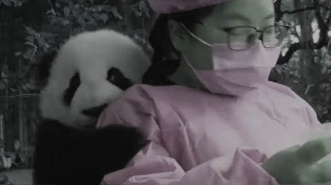 熊猫宝宝表达了亲密的拥抱
