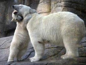 小熊崽安慰心情烦躁的熊妈妈
