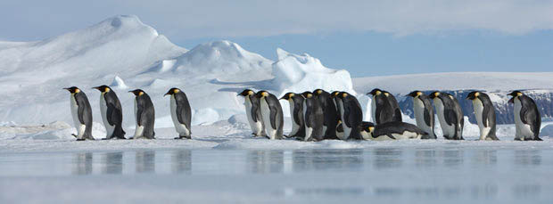 可爱的南极企鹅它们会怕冷吗？