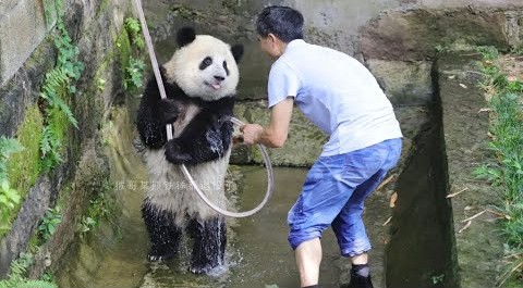 大熊猫冲凉解暑降温