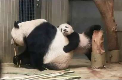 熊猫宝宝骑爸爸身上