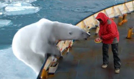 北极熊爬上船讨要食物