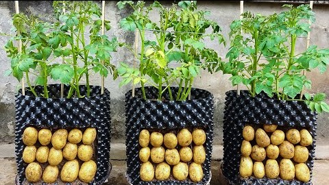 家里栽种土豆的技术方法