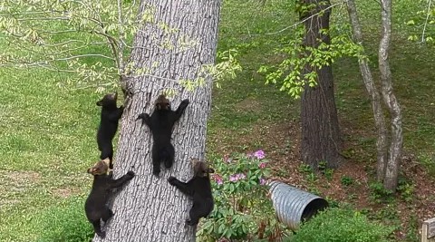 小熊幼崽对于爬树充满兴趣