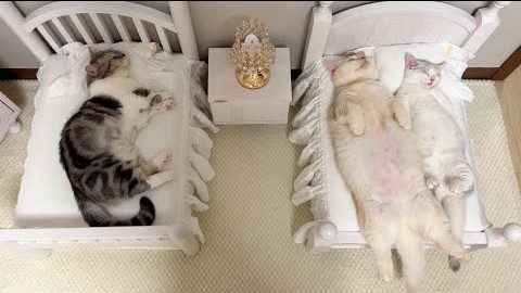 定制猫咪睡觉专用床