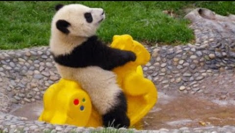 天天只知道玩乐的熊猫宝宝