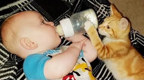 小猫咪给主人的宝宝喂奶