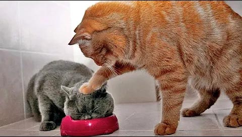 大黄猫把爪子按在正在吃食物的小灰猫的头上