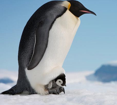 小企鹅怕冷吗？