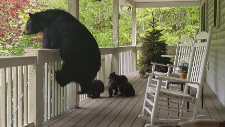 黑熊翻越栏杆