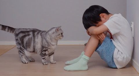 大猫在安慰心灵受伤的人类儿童