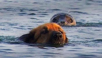 小海豹和小狗的游泳比赛
