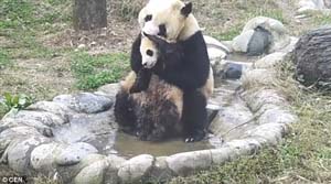 熊猫妈妈给宝宝洗澡