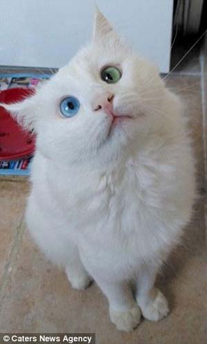 小猫咪天生异色瞳