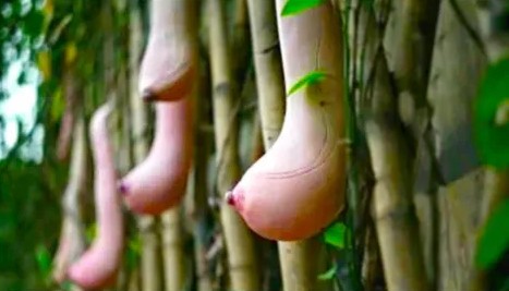模仿女性乳房生长的植物