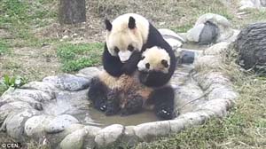 熊猫妈妈给宝宝洗澡