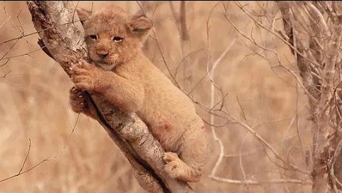 举目无亲生活无着的小狮子趴在树上