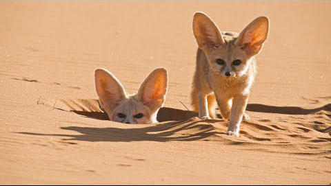 沙漠之狐