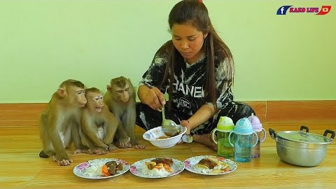 三只猴子的午餐