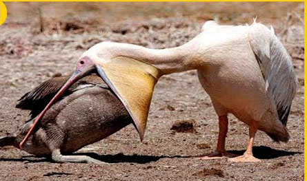一口吞下一只鸭