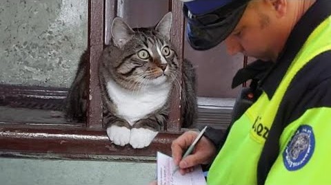 交警给猫开罚单