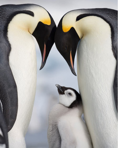 小企鹅长大以后理想是继承南极