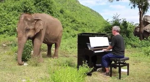 大象聆听着美妙音乐