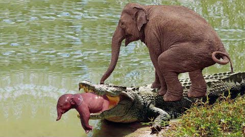 大象从鳄鱼口中救回小象